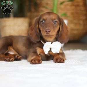 Bagel, Dachshund Puppy